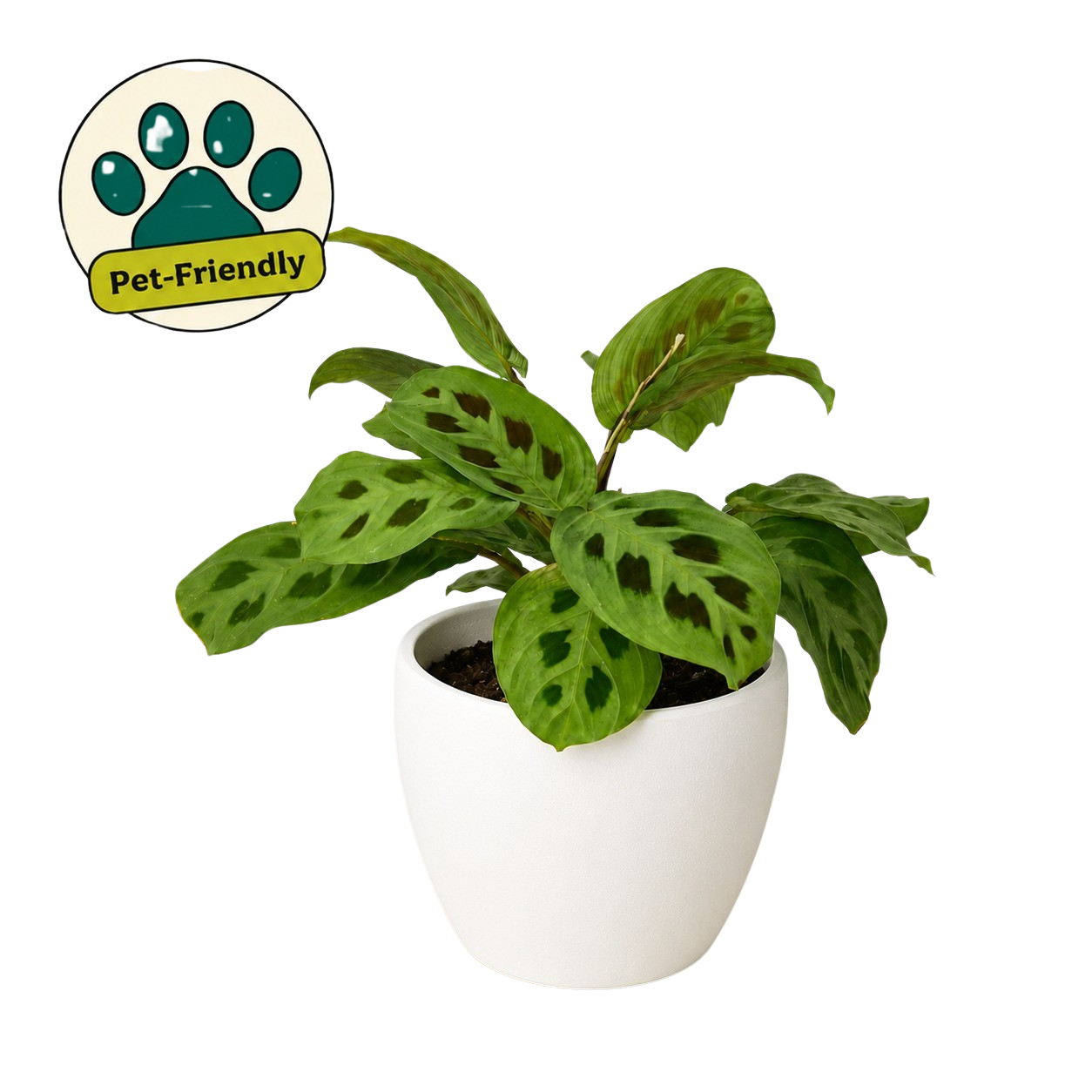 Maranta 'Leuconeura'