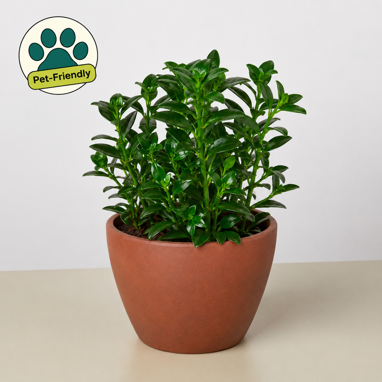 Nematanthus Candy Corn Plant 'Brazilian Firecracker'