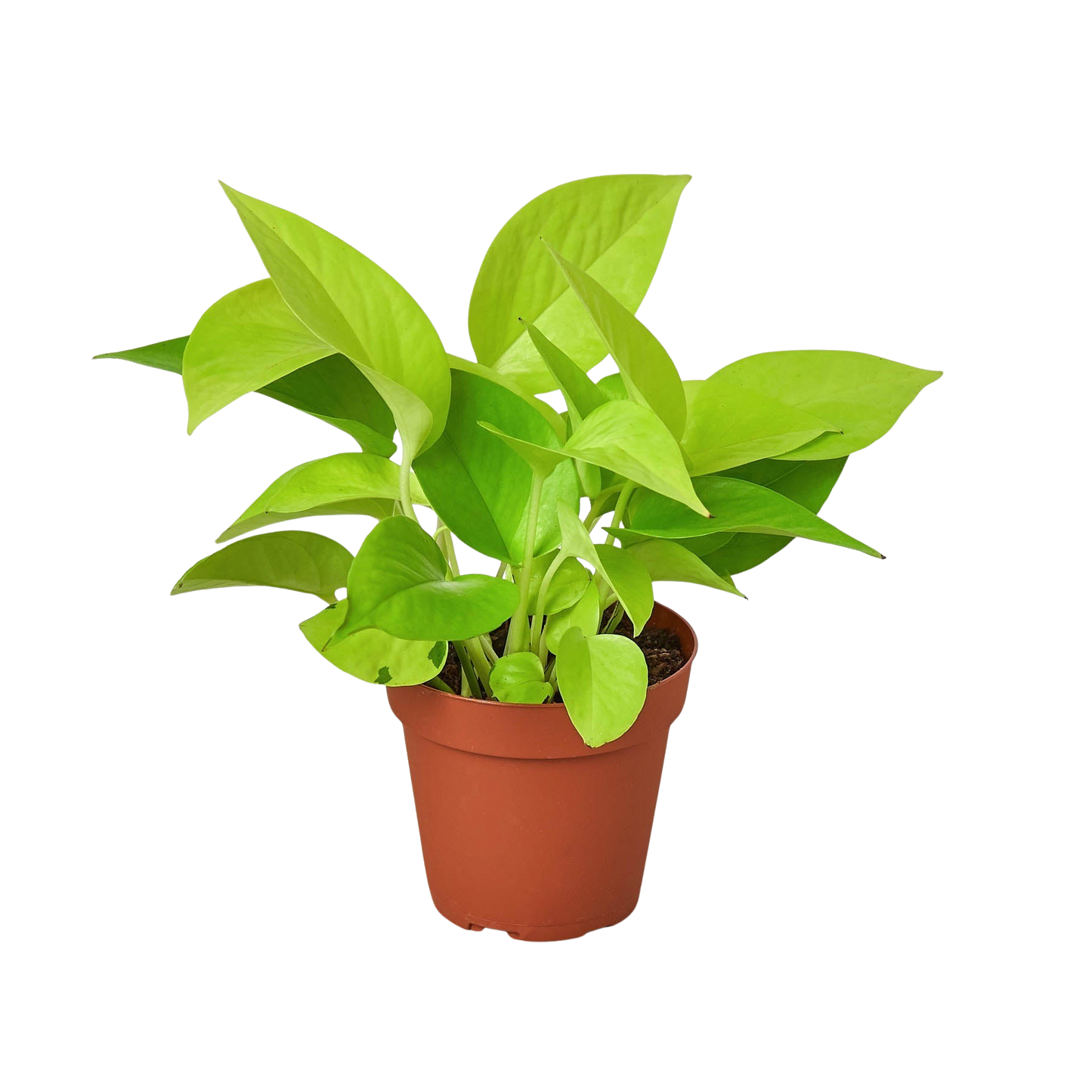 Pothos 'Neon'