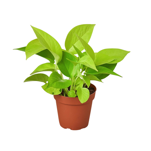 Pothos 'Neon'