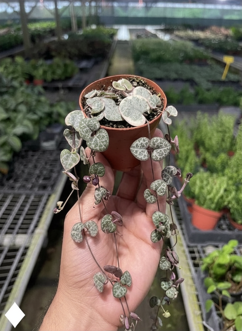 Succulent 'String of Hearts'