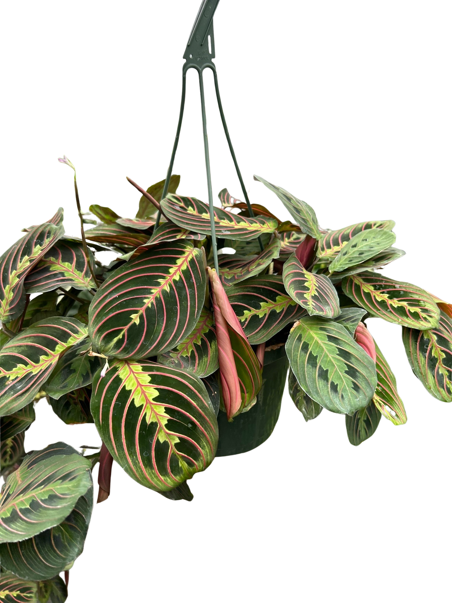 Maranta Red Prayer