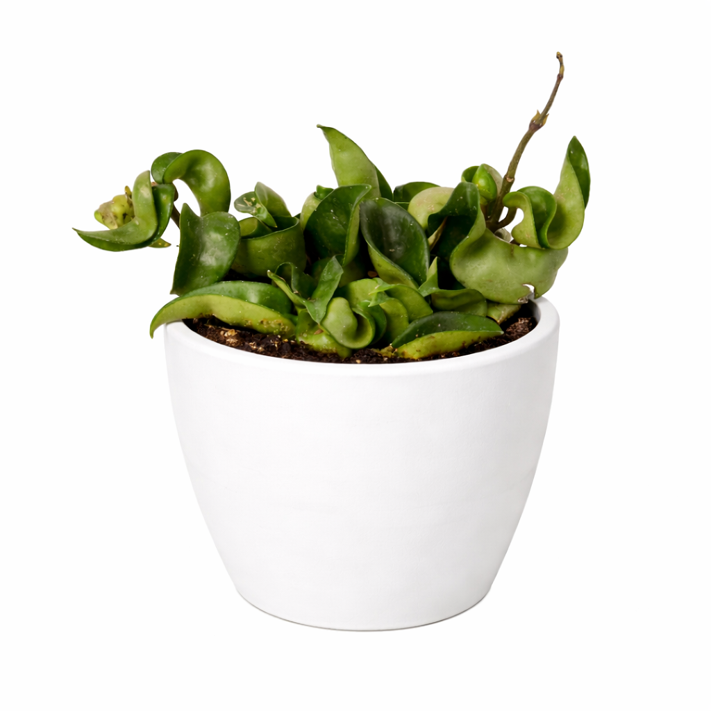 Hoya Rope Plant
