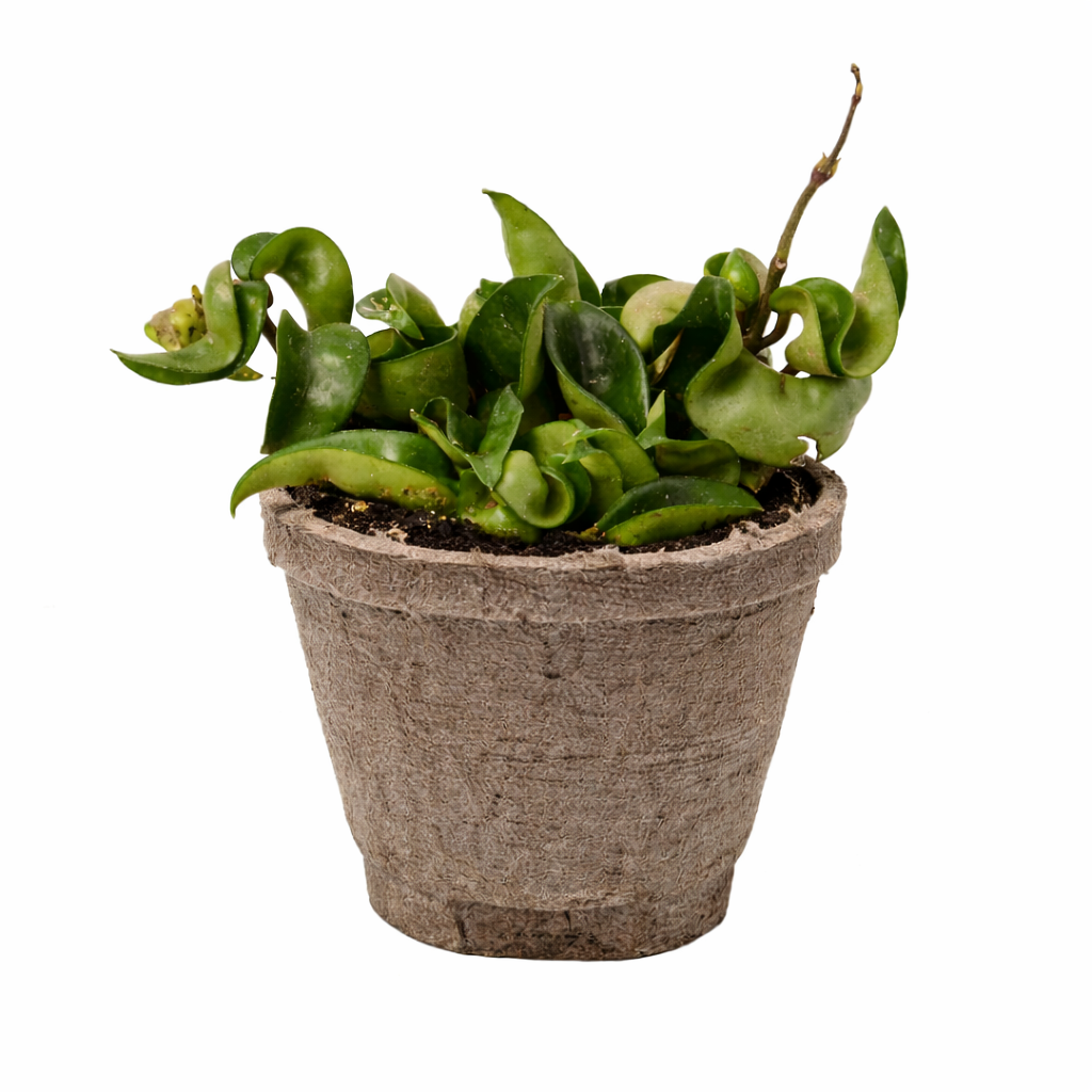 Hoya Rope Plant