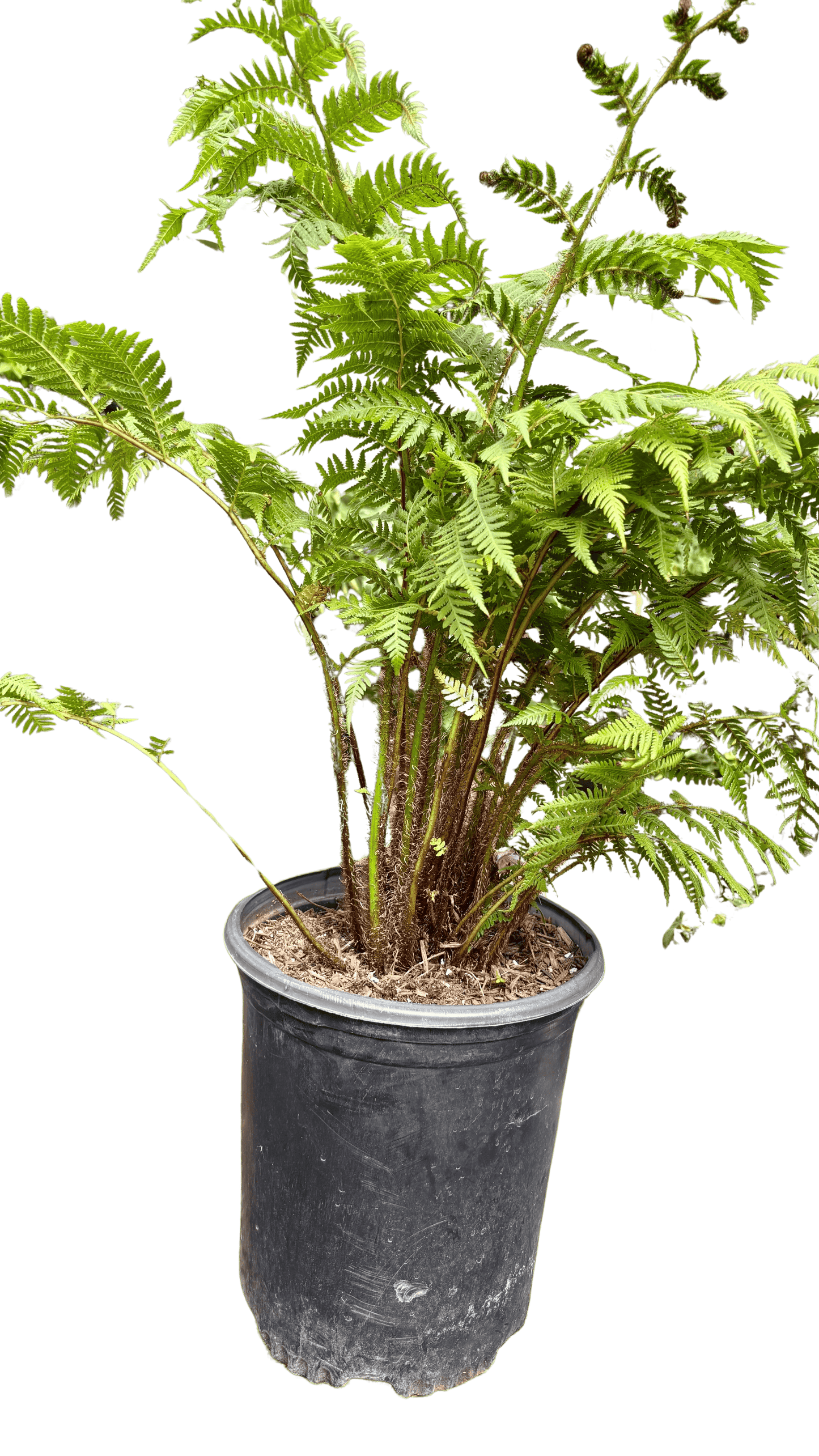 Australian Tree Fern
