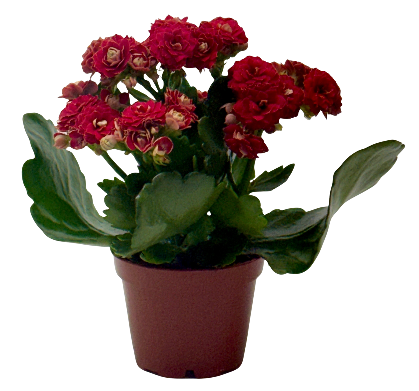 Kalanchoe 'Blossfeldiana'