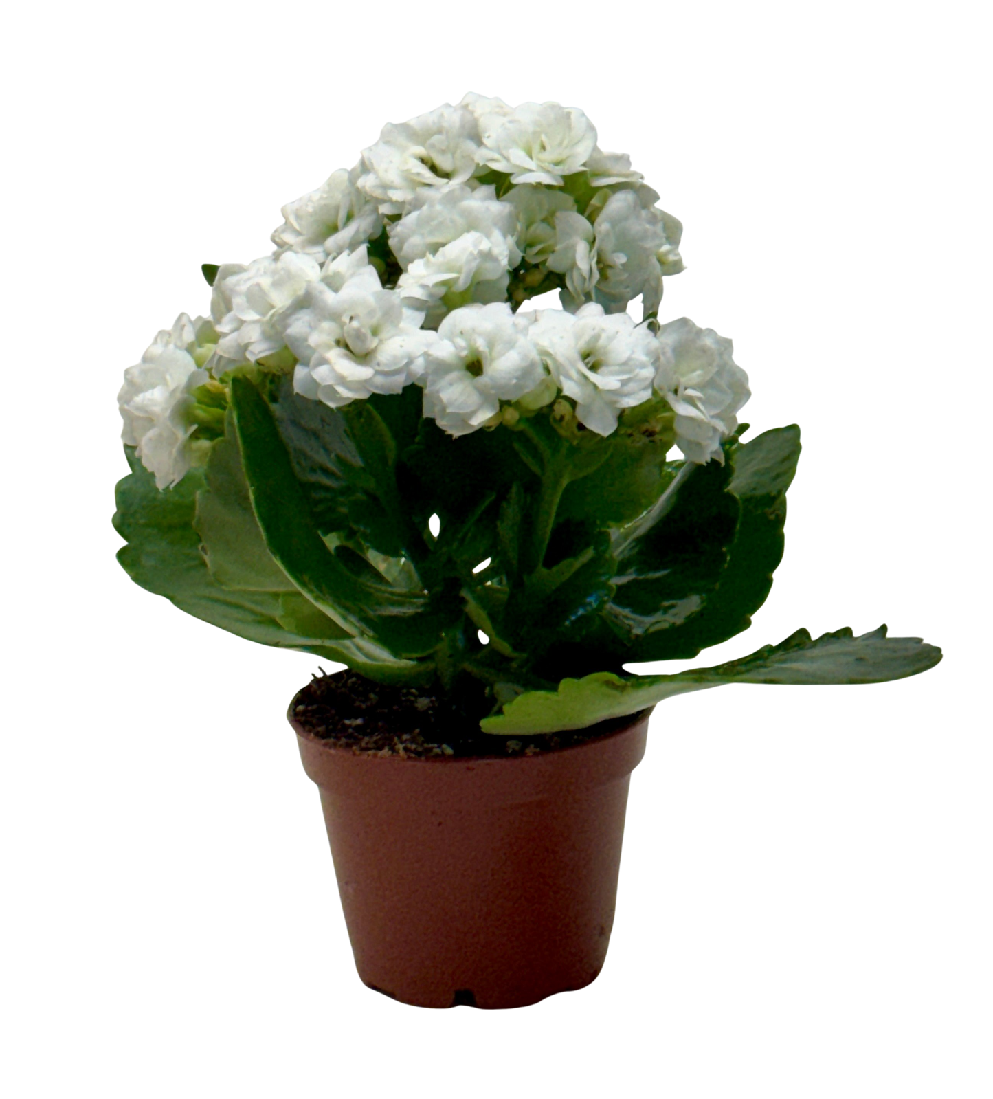 Kalanchoe 'Blossfeldiana'