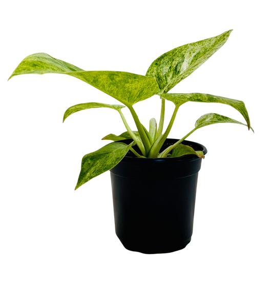Philodendron 'Blizzard'