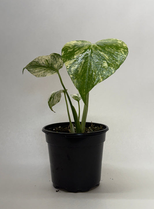Monstera 'Mint'
