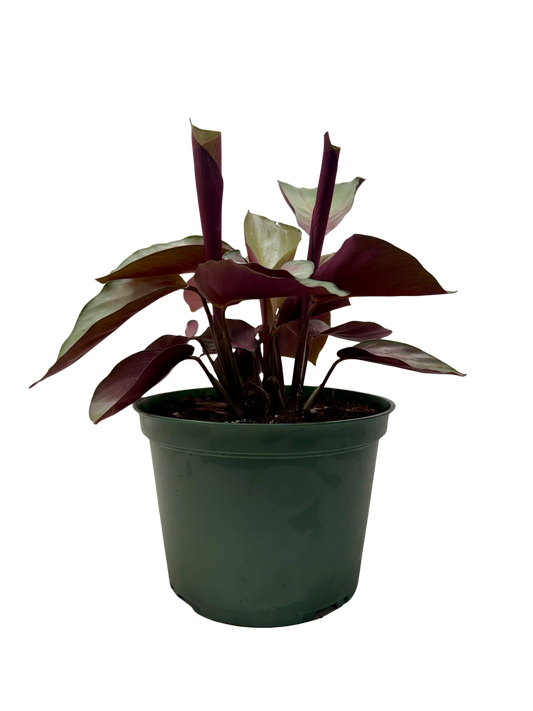 Calathea 'Silver Plate'