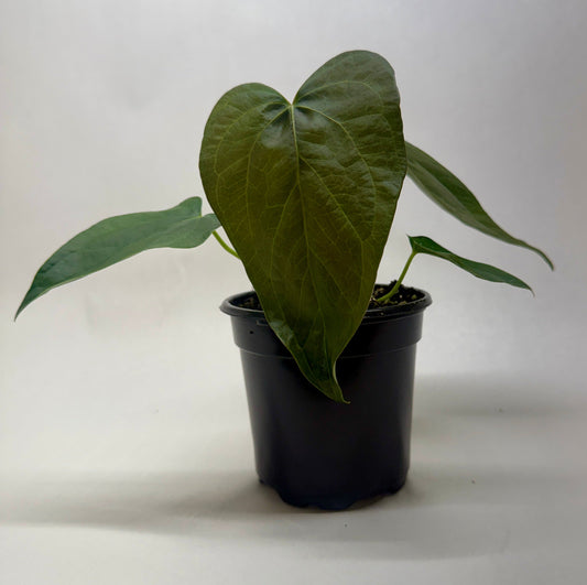 Anthurium 'Queen of Hearts'