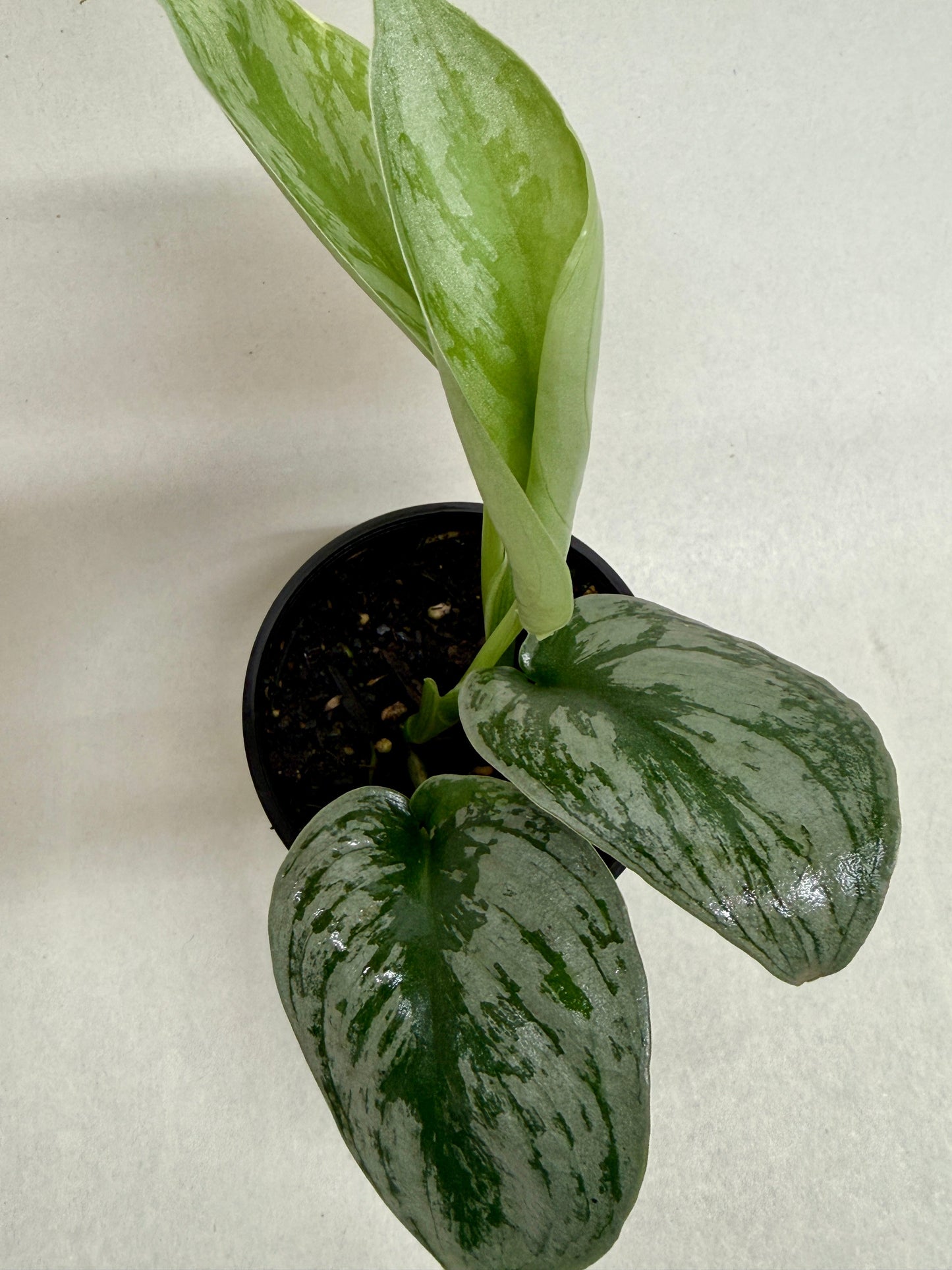 Pothos 'Silver Splash'