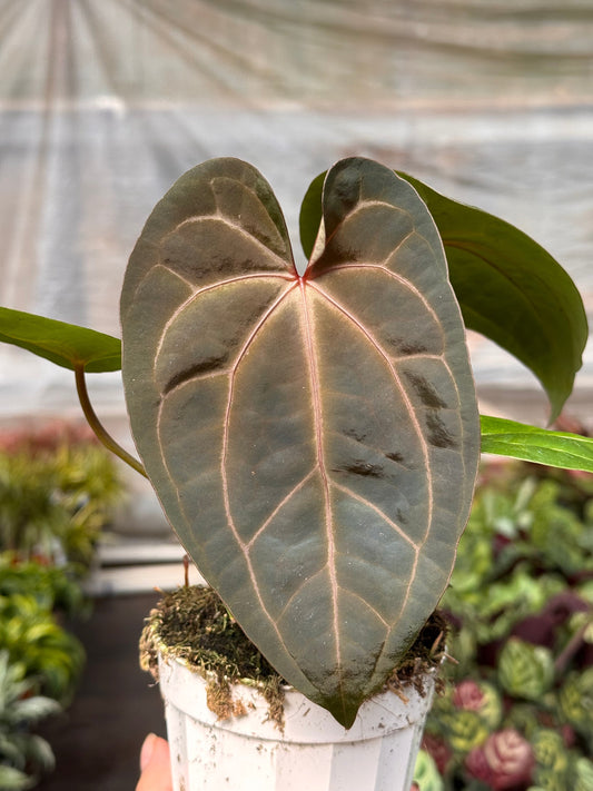 Anthurium 'Magnificum'