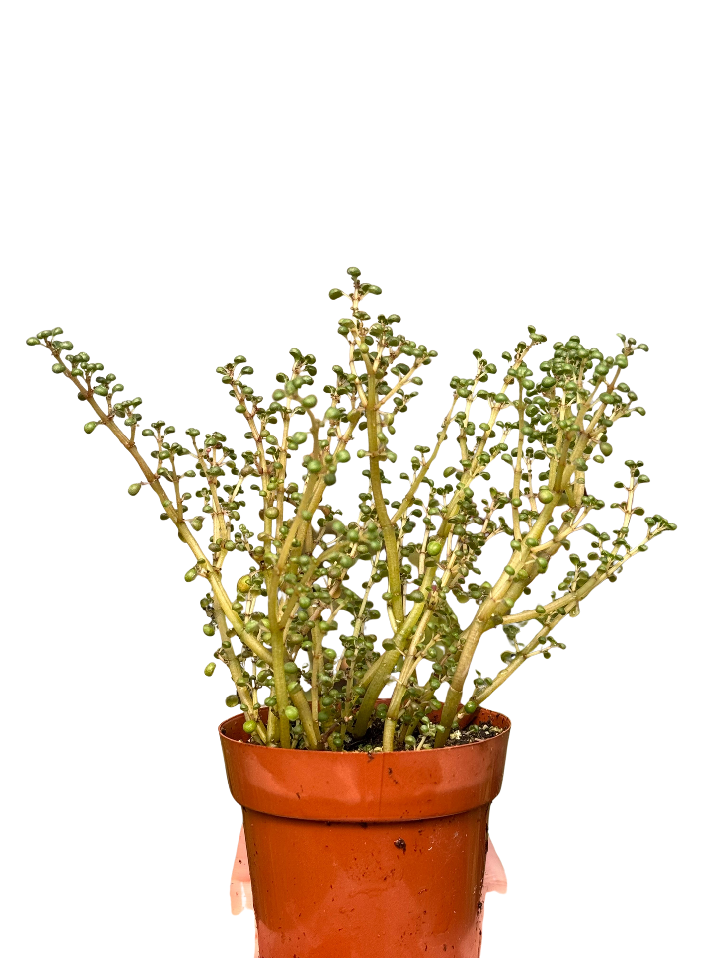Pilea 'Globosa’