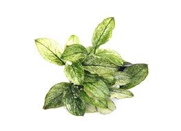 Anubias Nana Pinto